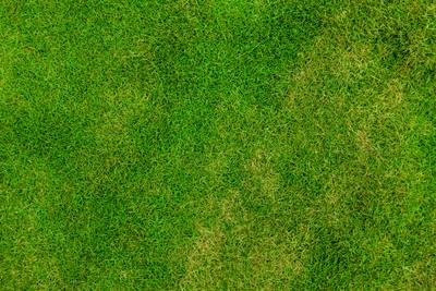 C草皮_0001 (35)_13d59ccd165c.jpg